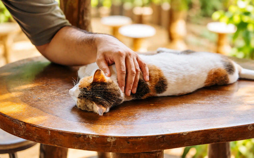 Veterinary professional checking a cat's responsiveness and breathing during an emergency assessment.